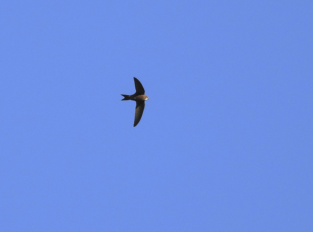 Pallid Swift - ML620495091