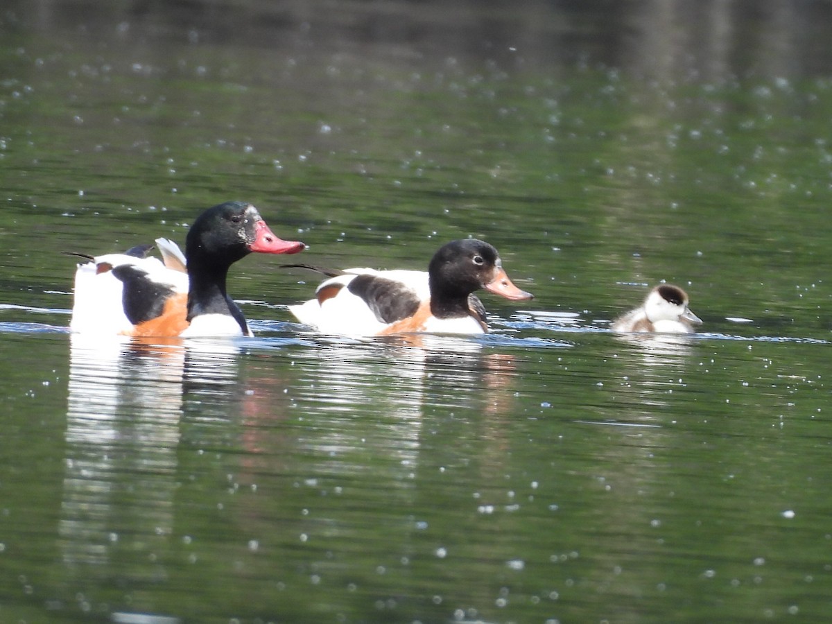 Common Shelduck - ML620495095