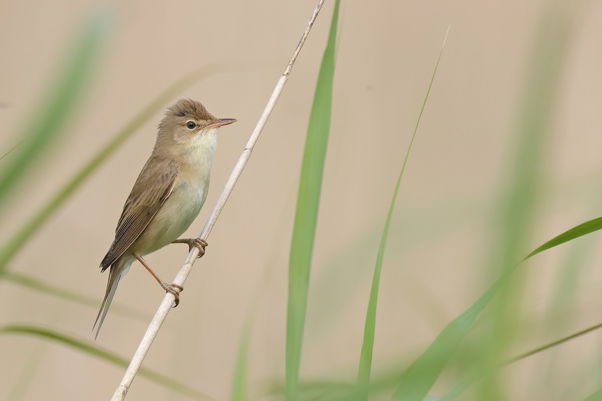 Marsh Warbler - Fang-Shuo Hu