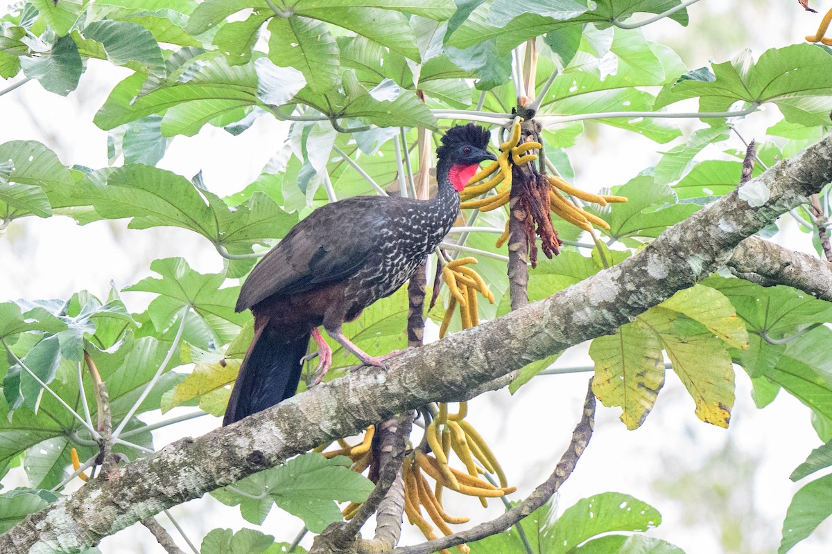 Crested Guan - ML620495103