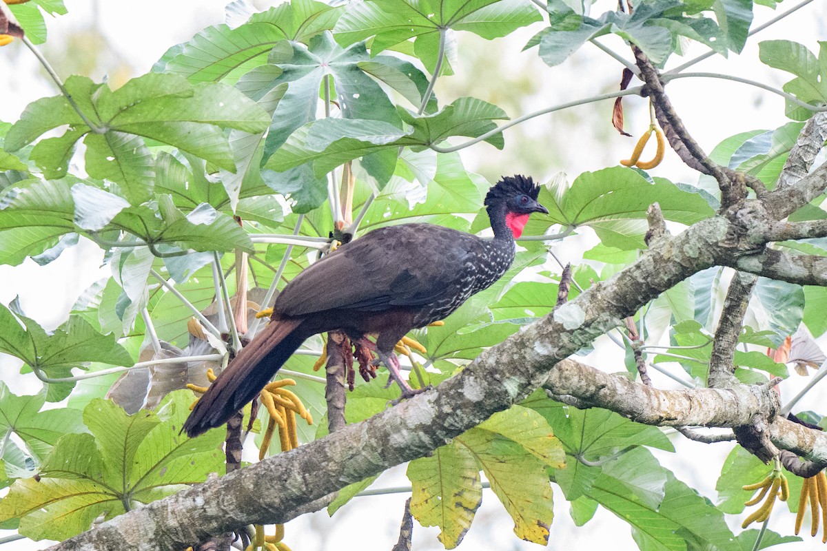 Crested Guan - ML620495104