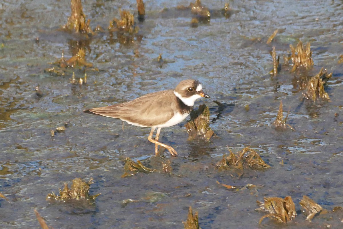 Semipalmated Plover - Sandeep Biswas