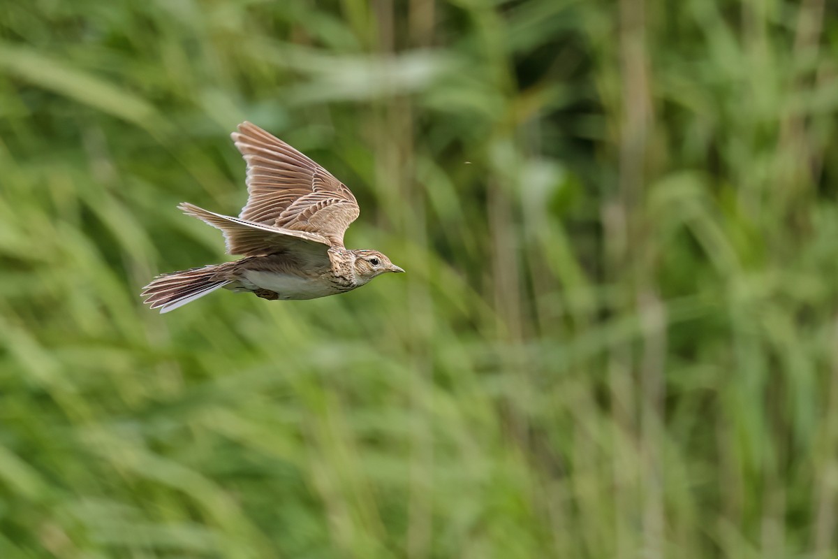 Eurasian Skylark - ML620495110