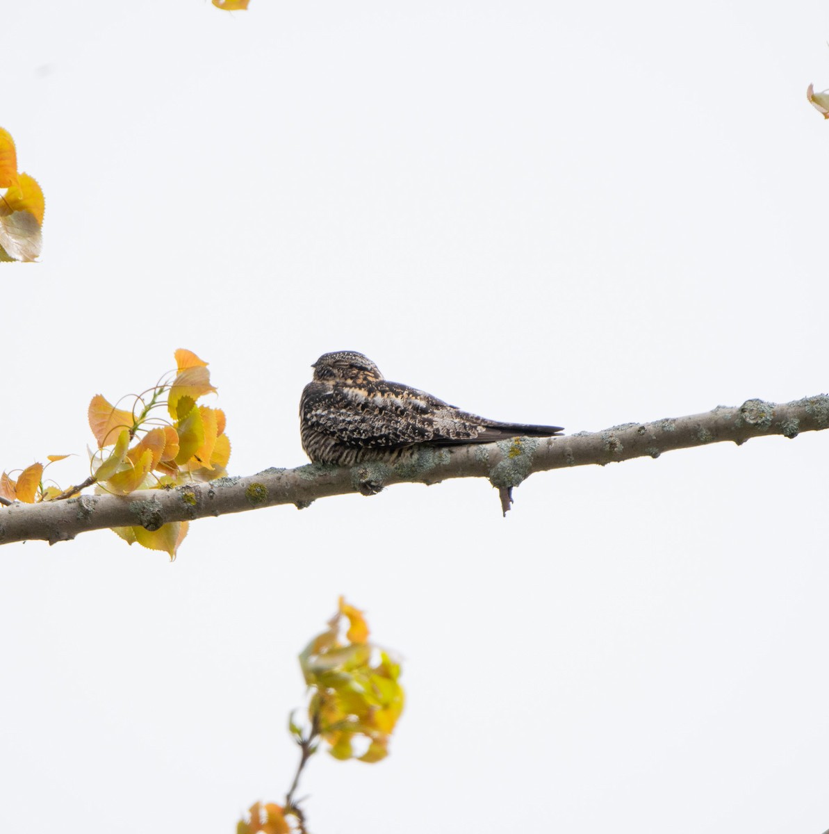 Common Nighthawk - LUKE GRAY