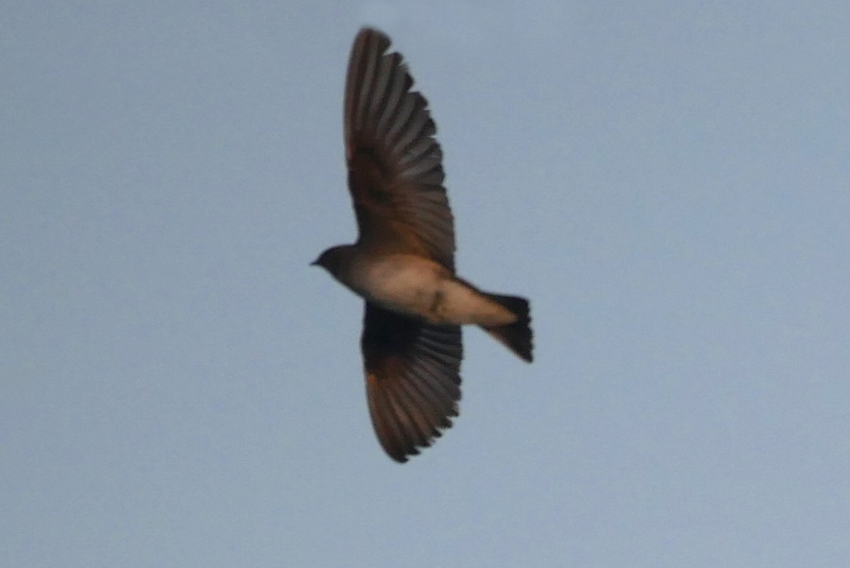 Northern Rough-winged Swallow - ML620495112