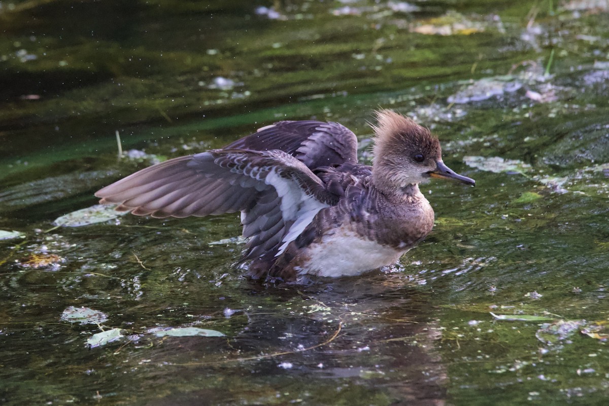 Hooded Merganser - ML620495113