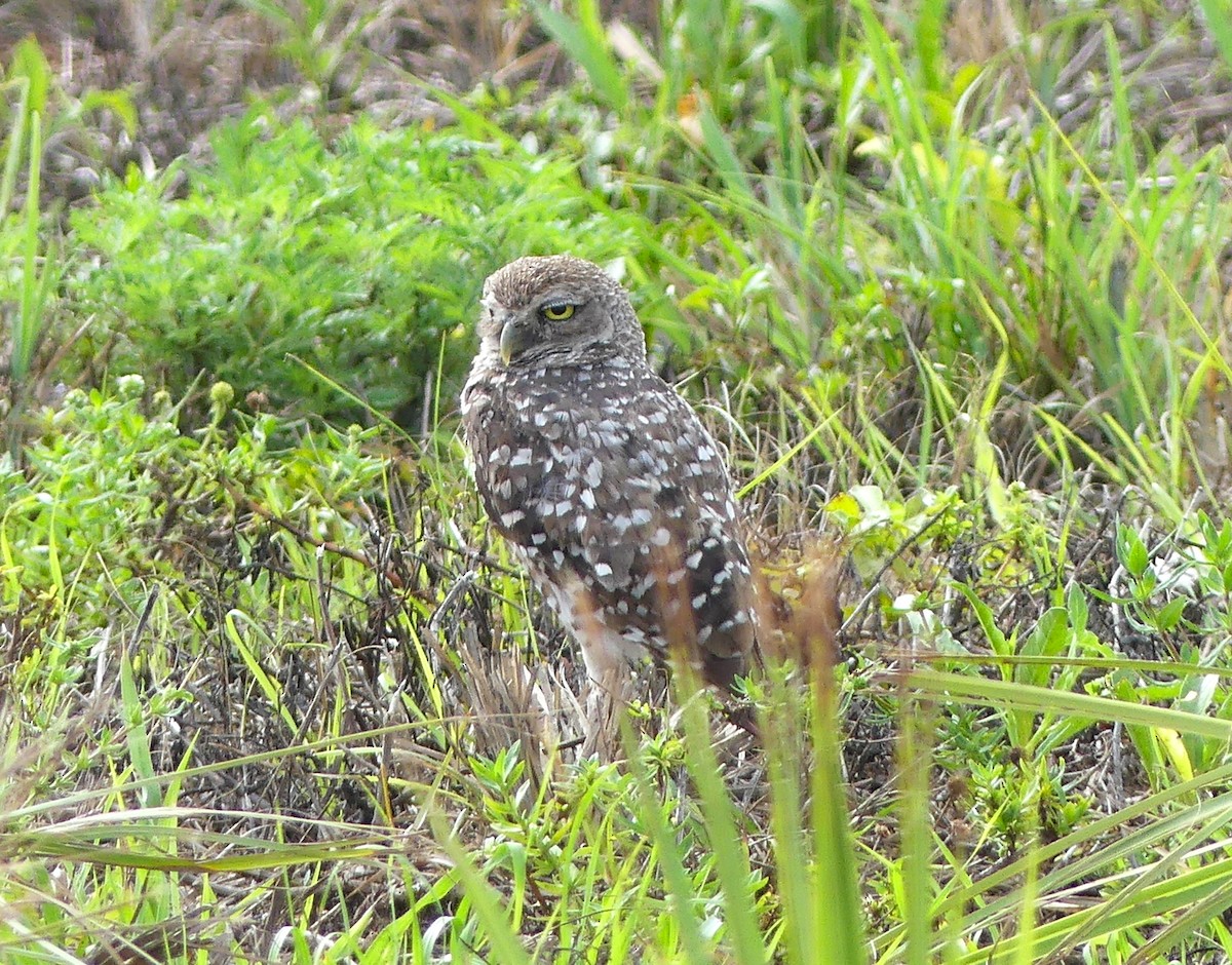 Burrowing Owl - ML620495124
