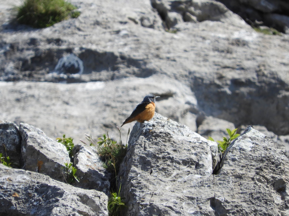 Rufous-tailed Rock-Thrush - ML620495125