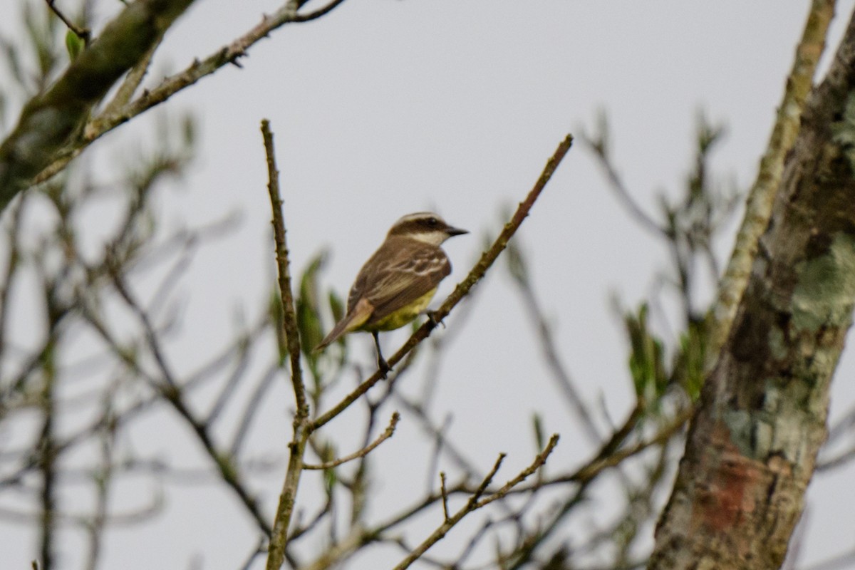 Piratic Flycatcher - ML620495130