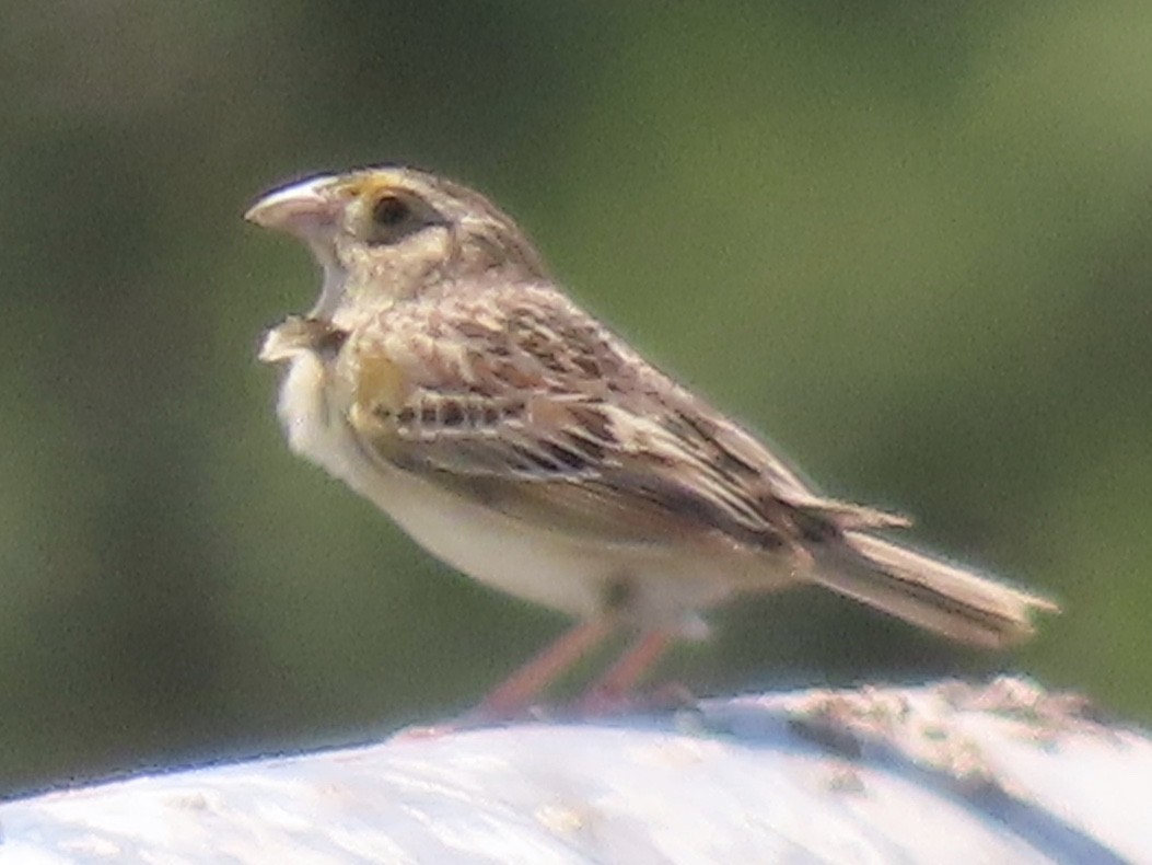 Grasshopper Sparrow - ML620495138