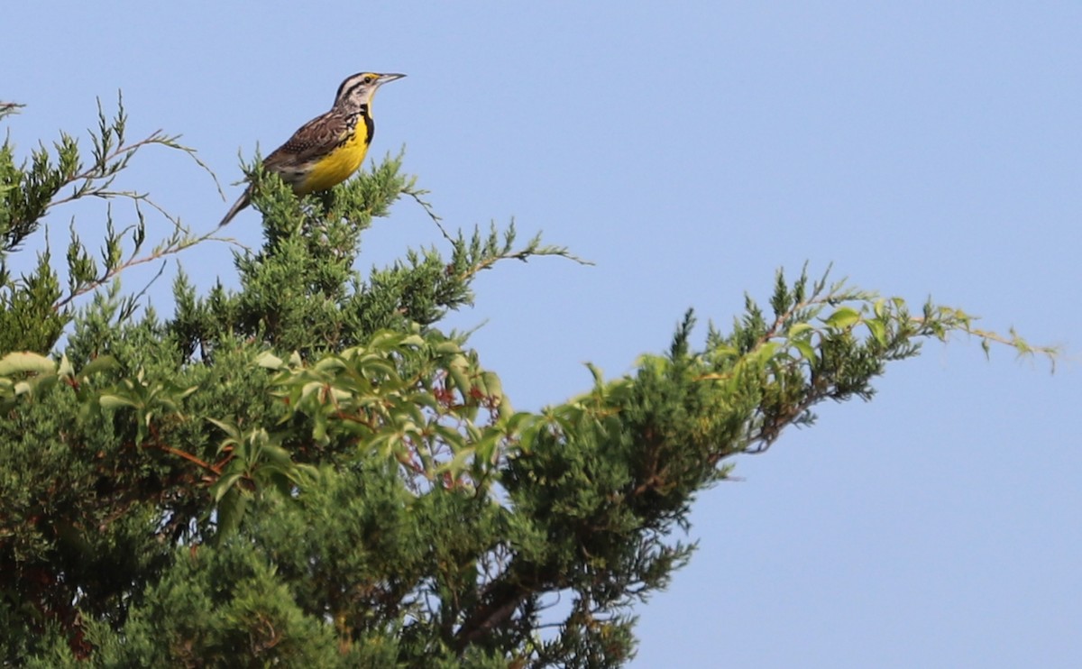 Eastern Meadowlark (Eastern) - ML620495142