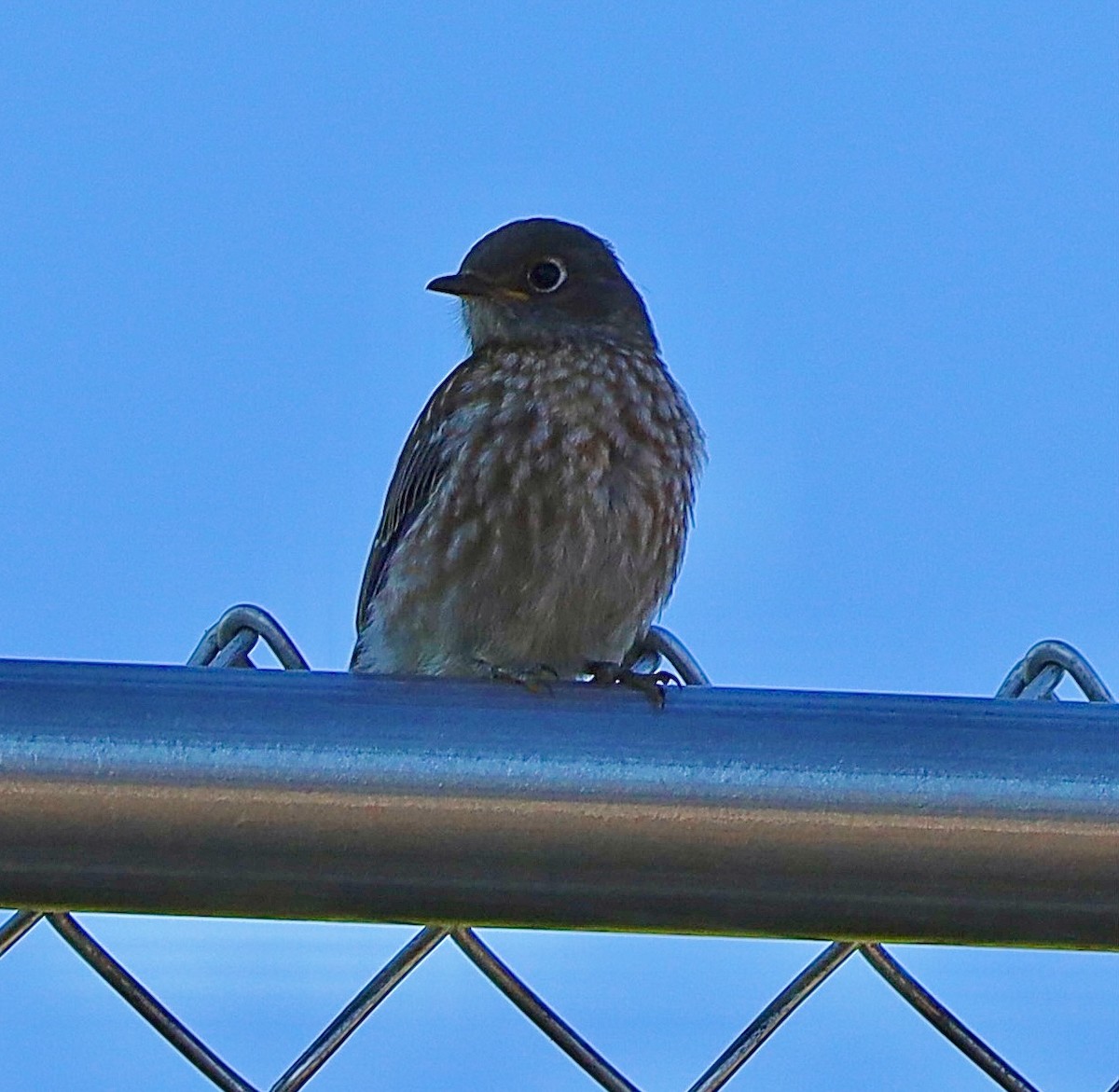 Western Bluebird - Mohini Rawool-Sullivan