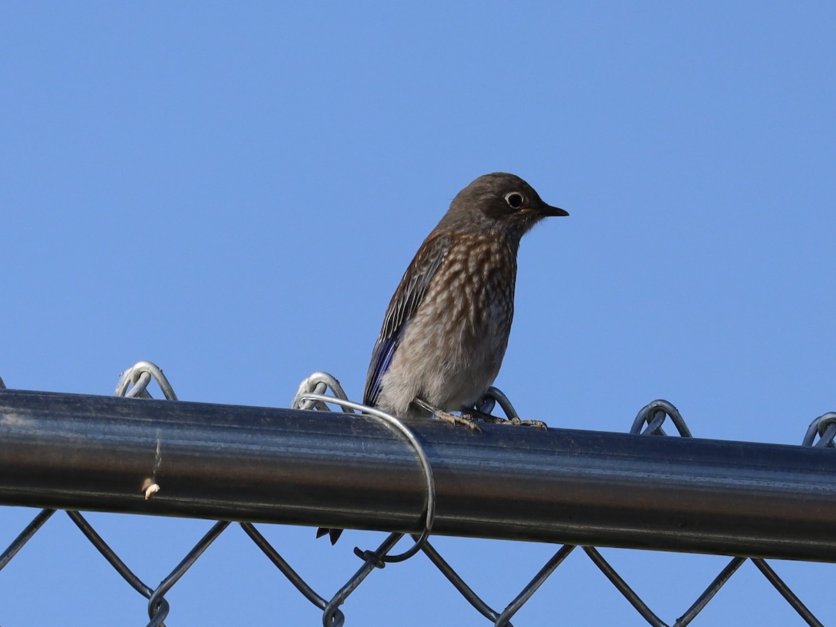 Western Bluebird - ML620495146