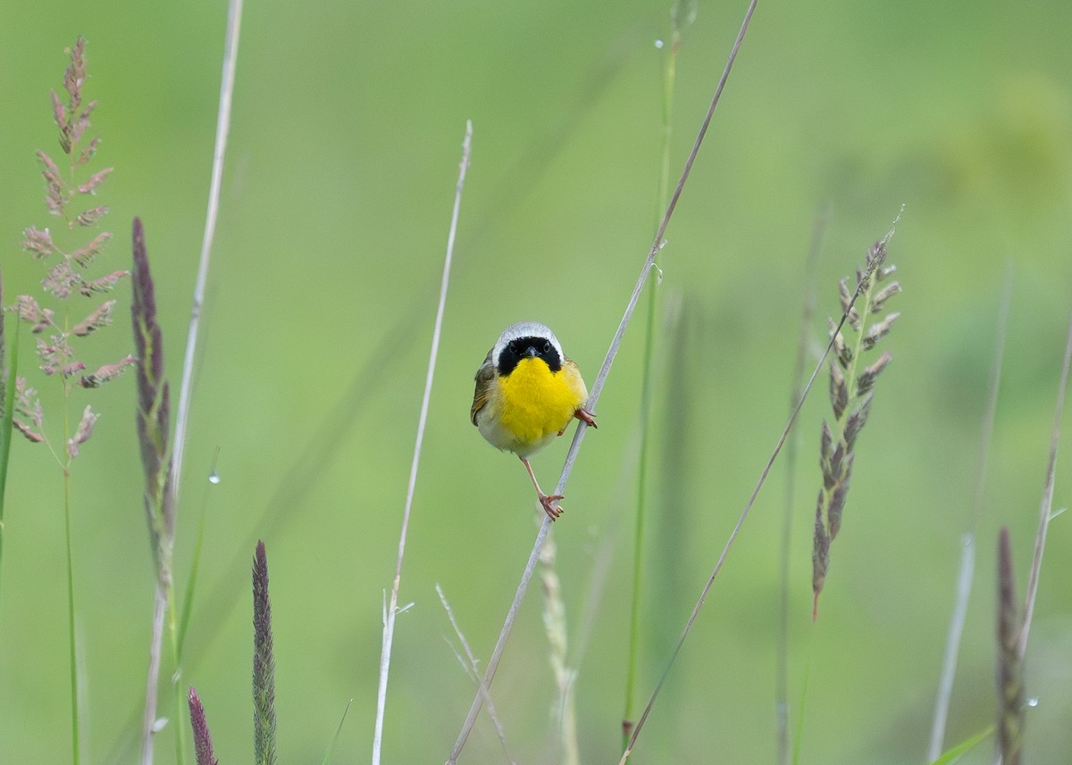 Common Yellowthroat - ML620495149