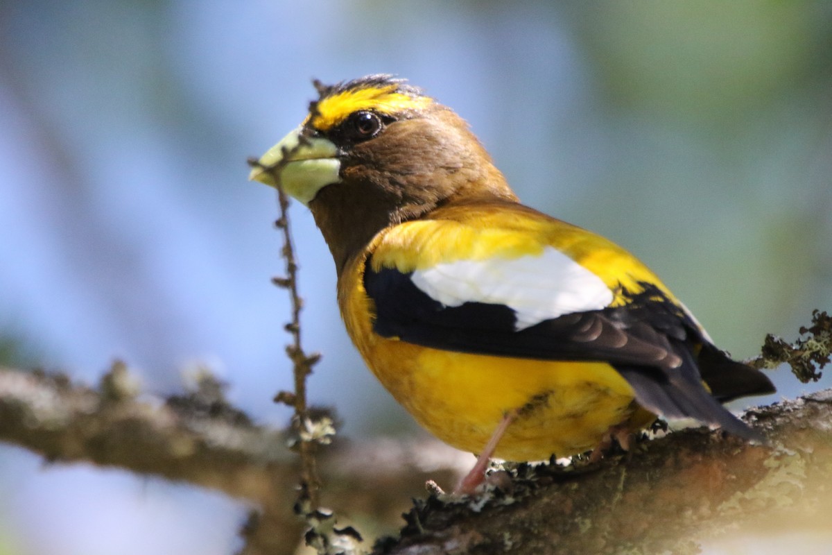 Evening Grosbeak - ML620495151