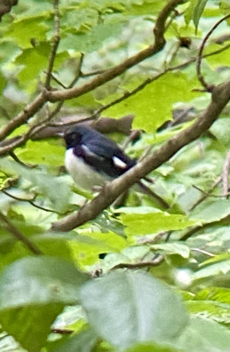 Black-throated Blue Warbler - ML620495153