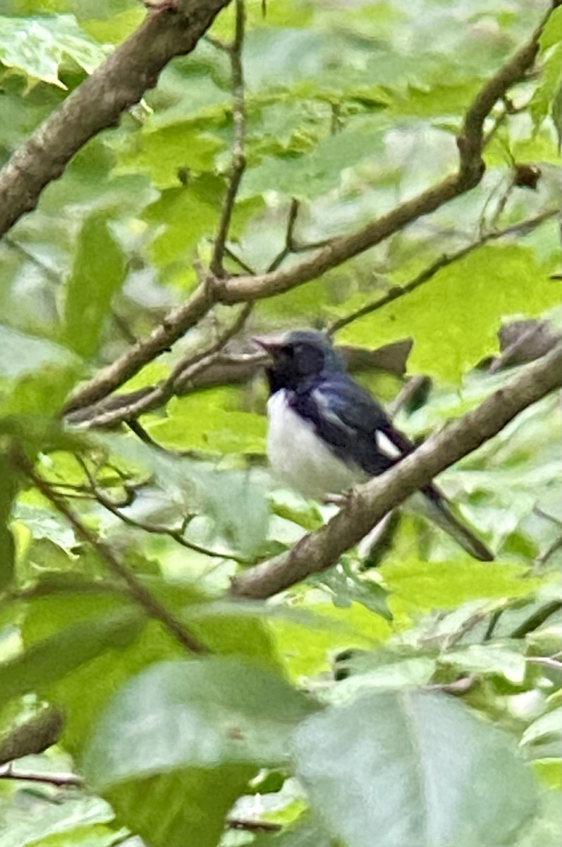 Black-throated Blue Warbler - ML620495154