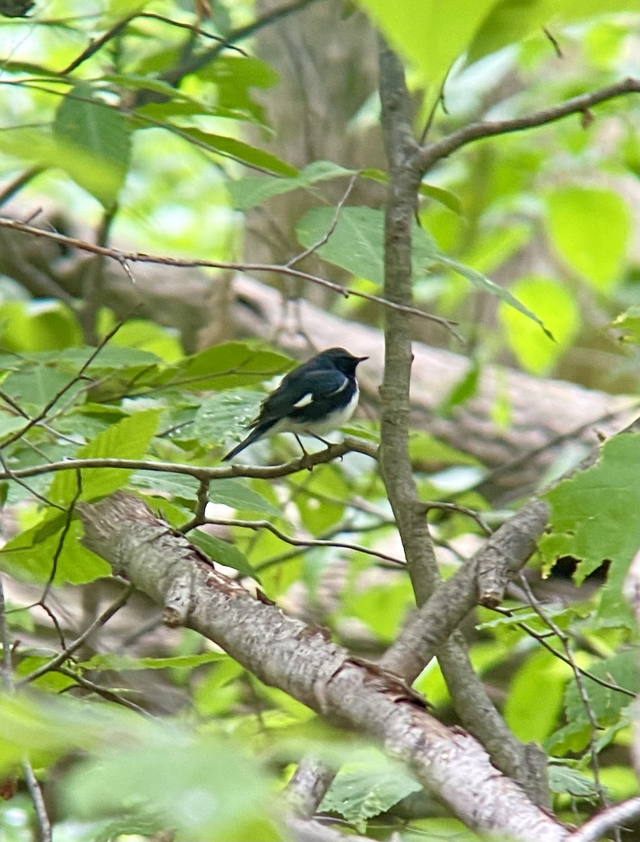 Black-throated Blue Warbler - ML620495155