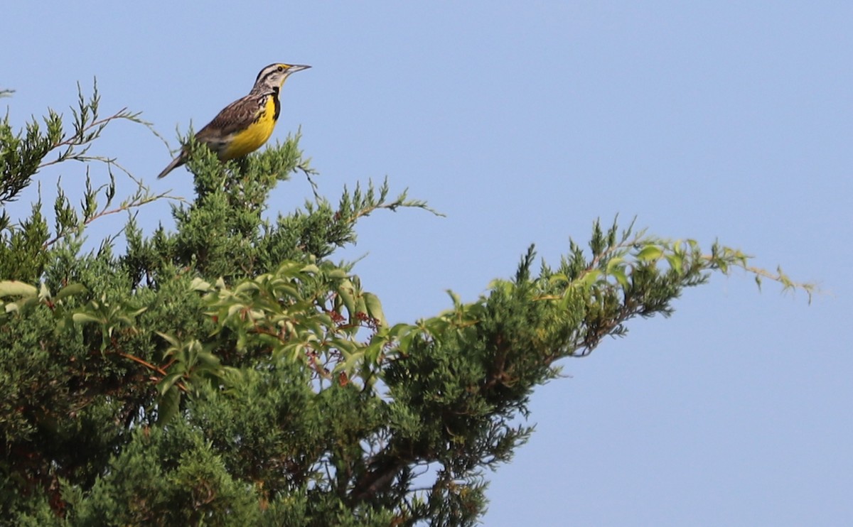 Eastern Meadowlark (Eastern) - ML620495156