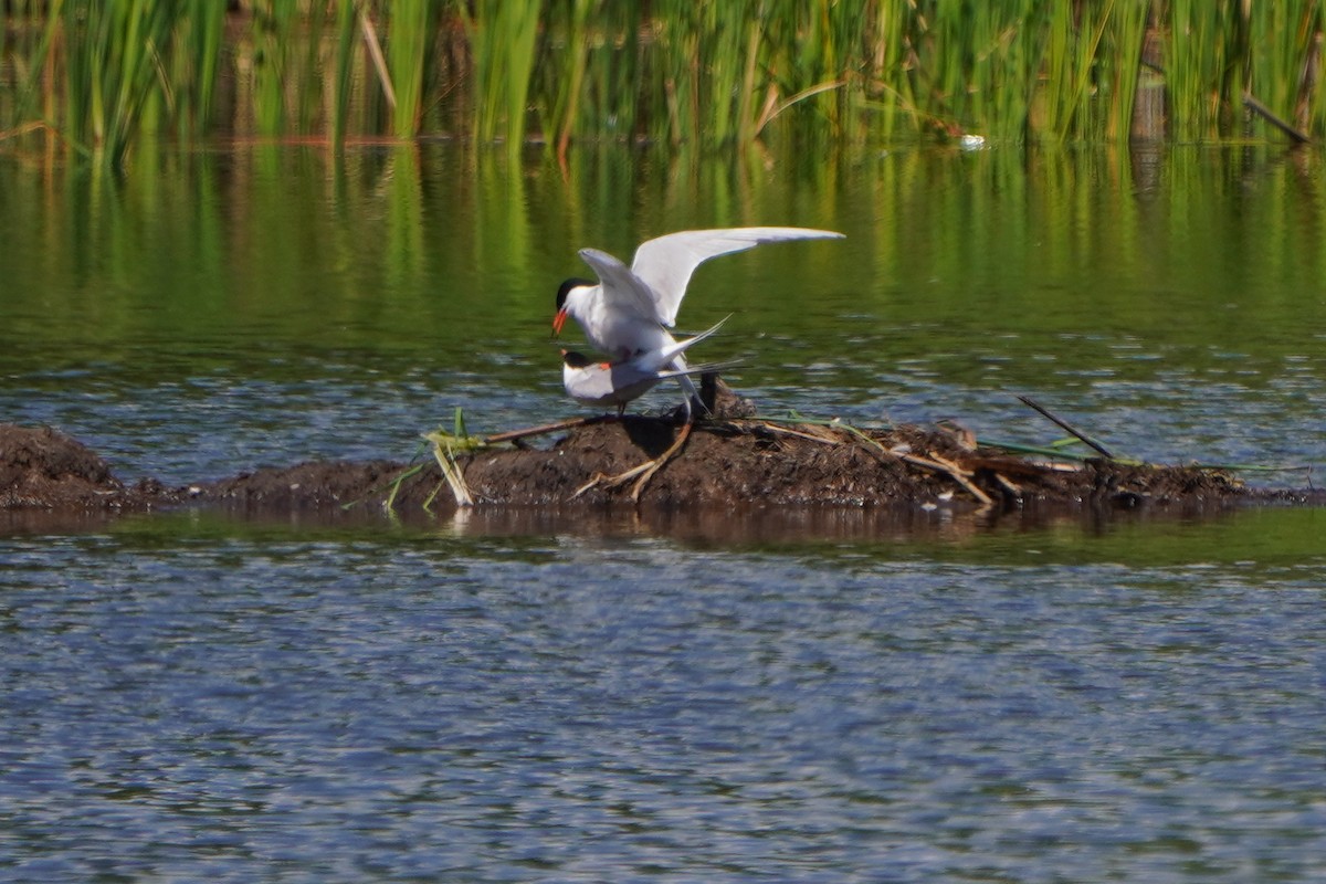 Common Tern - ML620495158