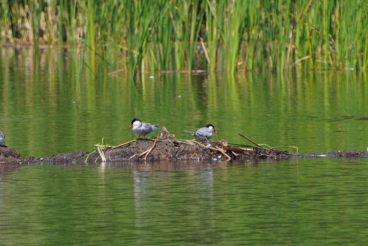 Common Tern - Paweł Maciszkiewicz