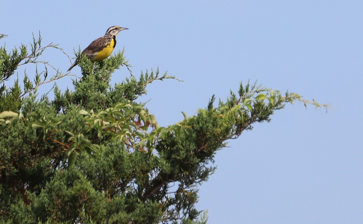 Eastern Meadowlark (Eastern) - ML620495161