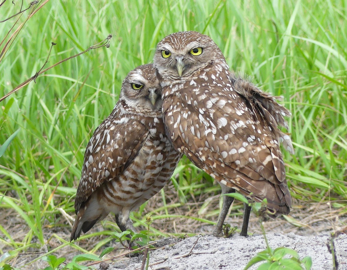 Burrowing Owl - ML620495162