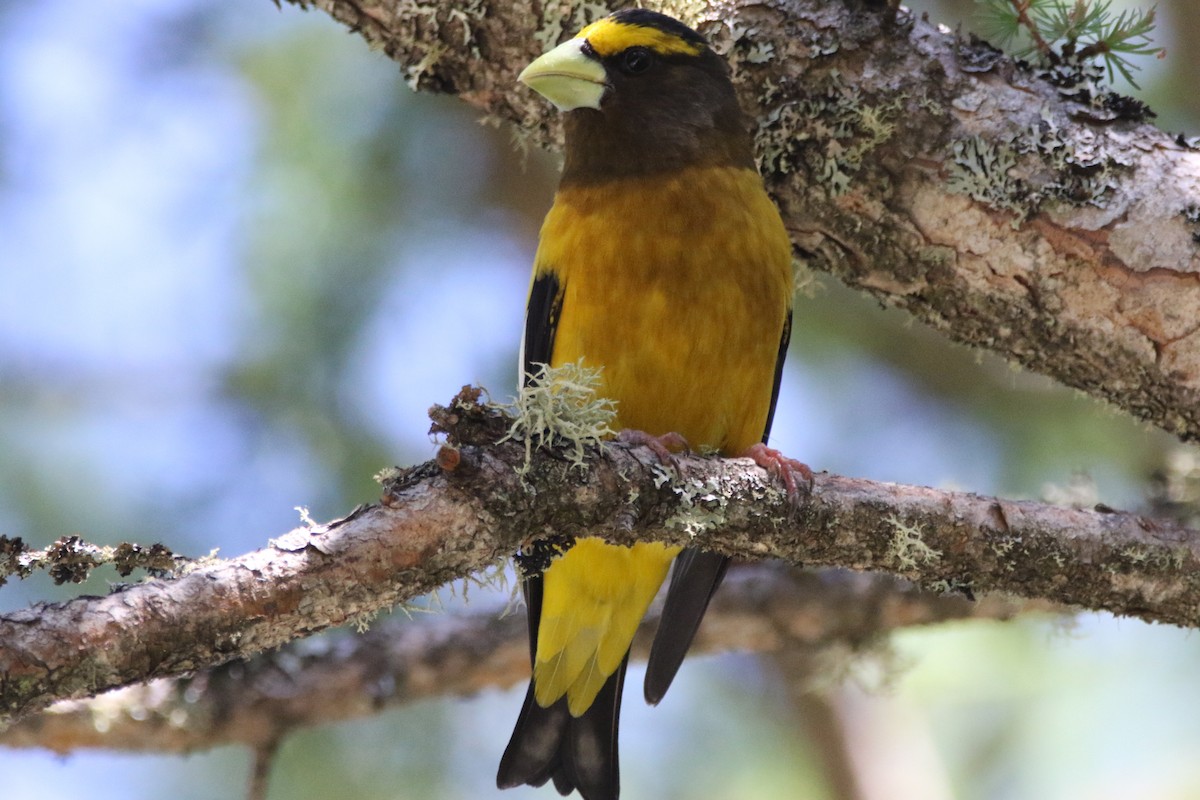 Evening Grosbeak - ML620495163