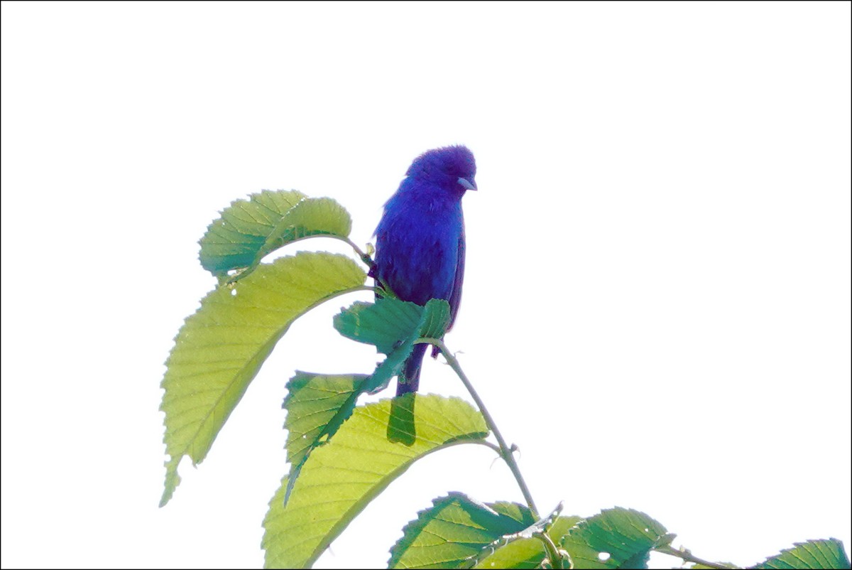 Indigo Bunting - ML620495164