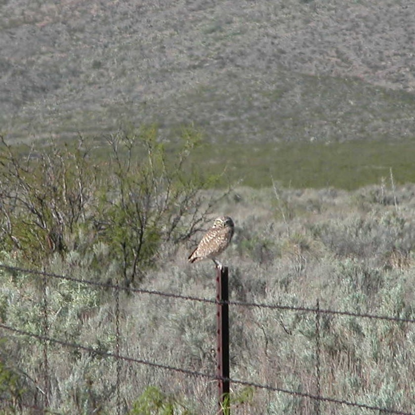 Burrowing Owl - ML620495168