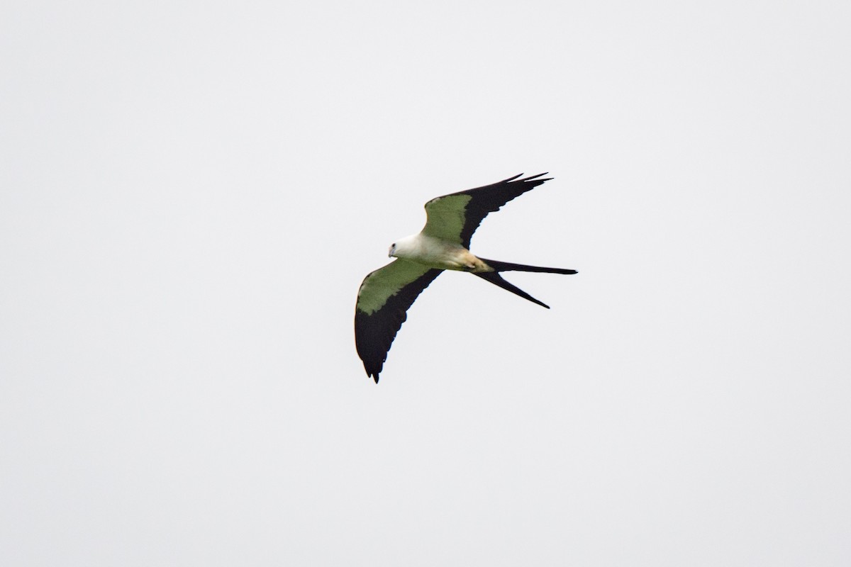 Swallow-tailed Kite - ML620495170