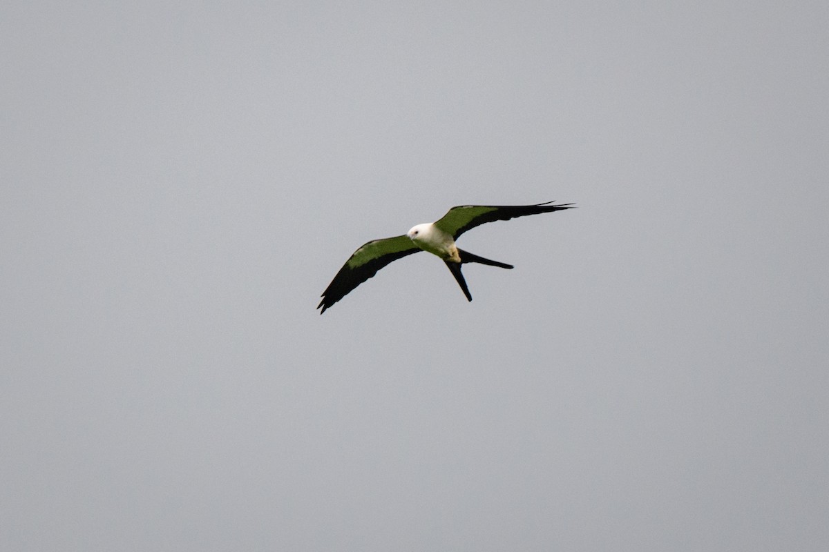 Swallow-tailed Kite - ML620495171