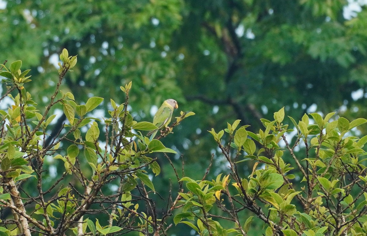 Plum-headed Parakeet - ML620495173