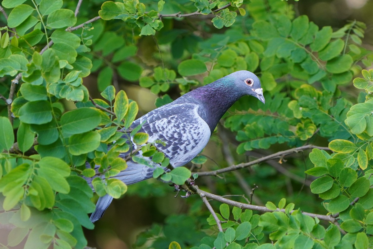 Rock Pigeon (Feral Pigeon) - ML620495179