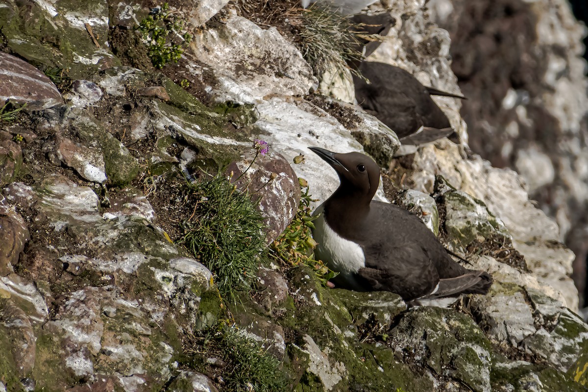 Common Murre - ML620495181