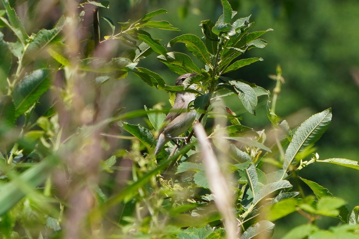 Garden Warbler - ML620495182