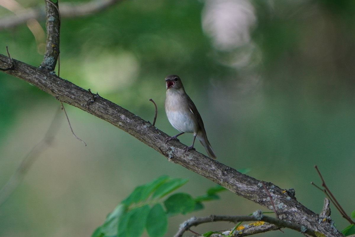 Garden Warbler - ML620495183