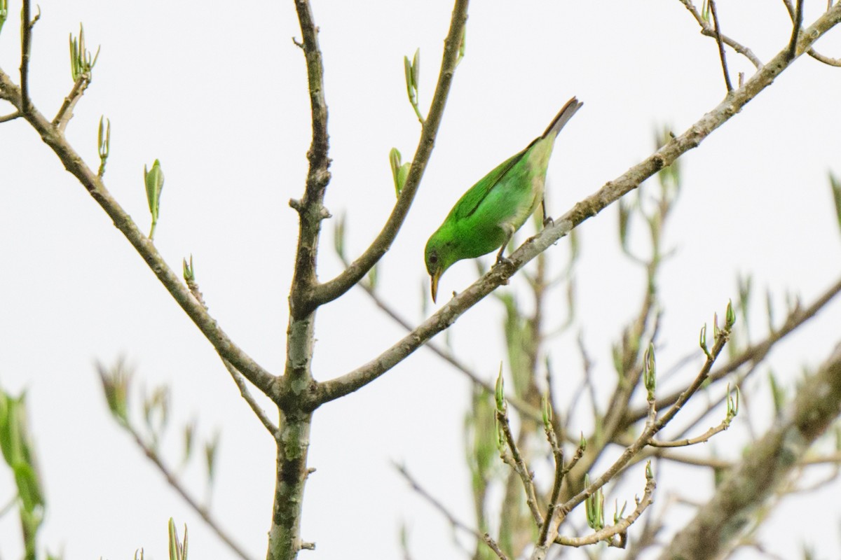 Green Honeycreeper - ML620495184