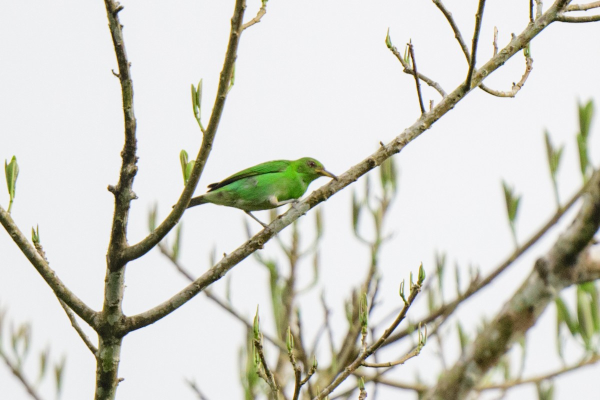 Green Honeycreeper - ML620495188