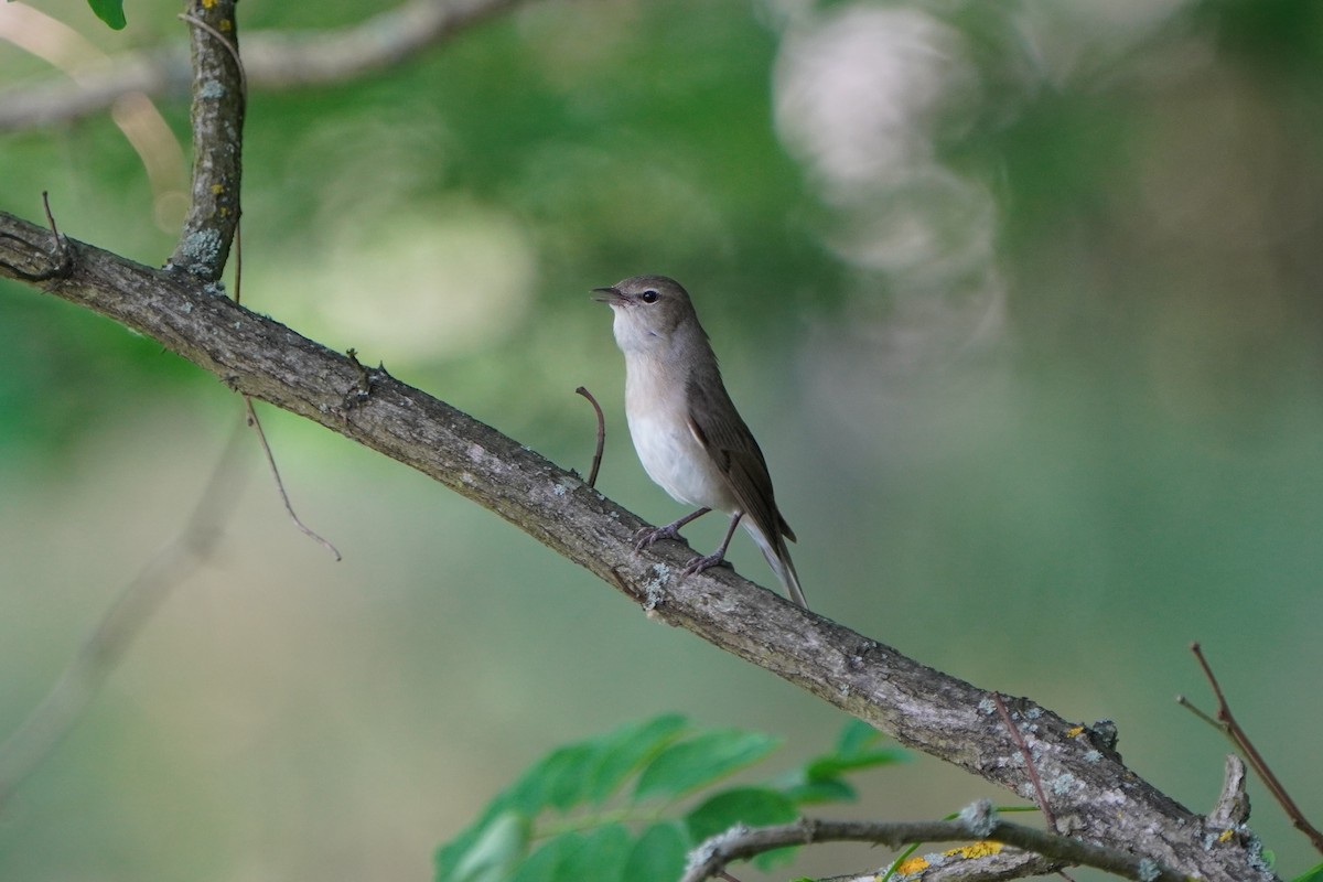 Garden Warbler - ML620495189