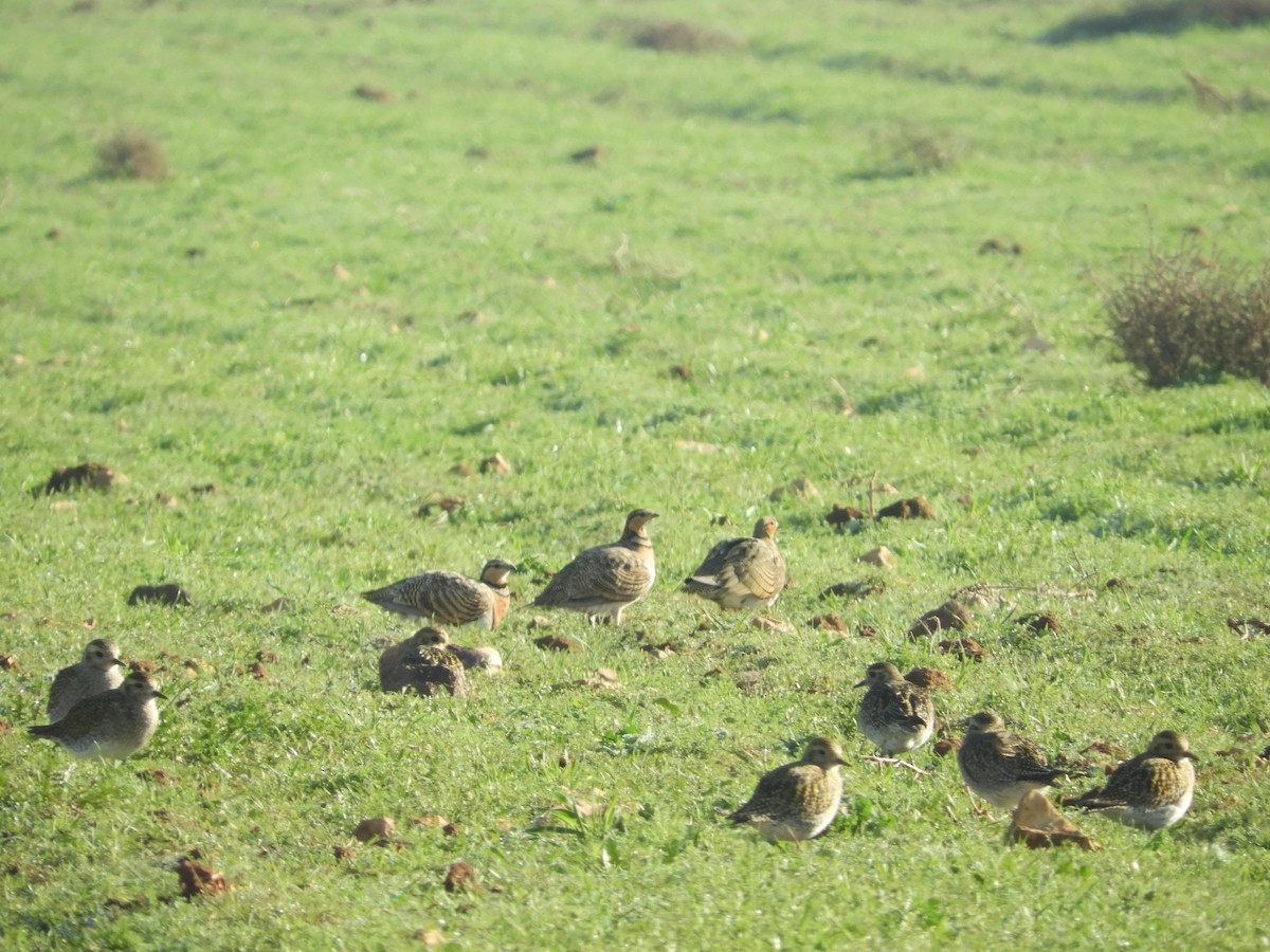 Pin-tailed Sandgrouse - ML620495201