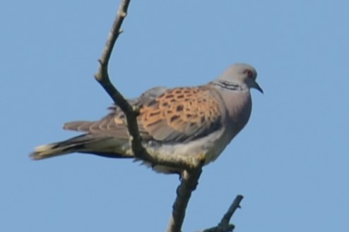 European Turtle-Dove - ML620495205