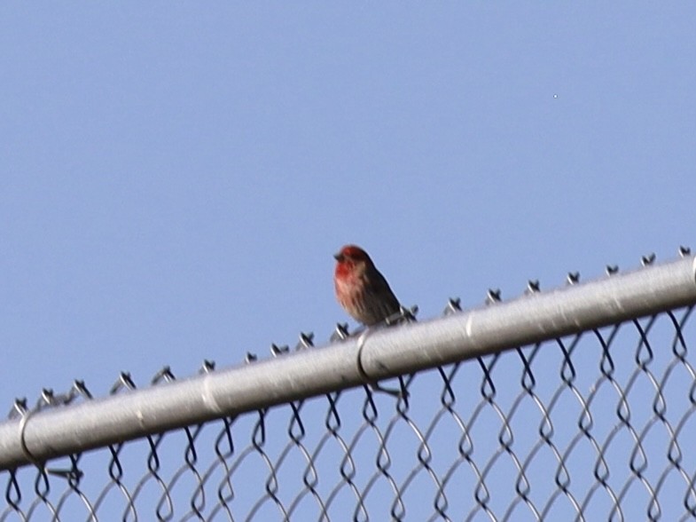 House Finch - ML620495216