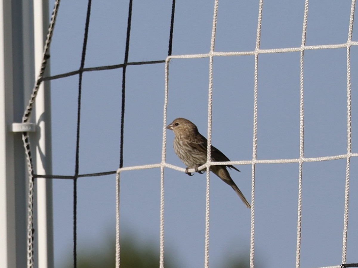 House Finch - ML620495219