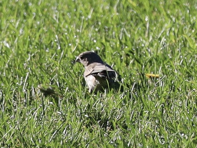 House Finch - ML620495220