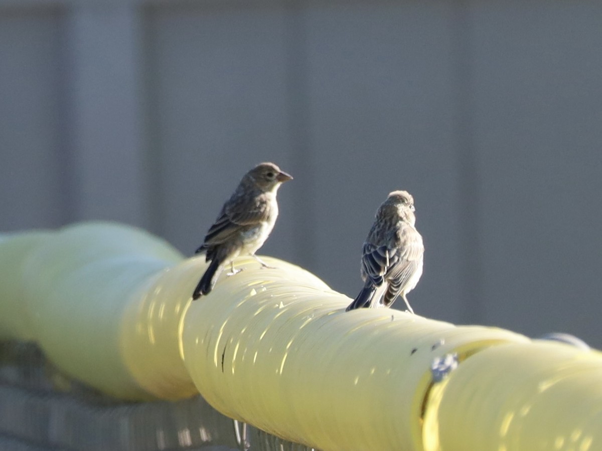 House Finch - ML620495221