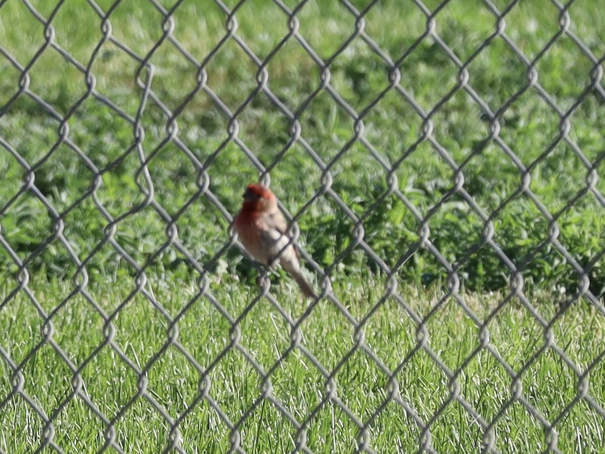 House Finch - ML620495222