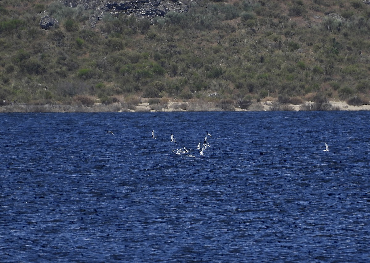 Common Tern - ML620495232