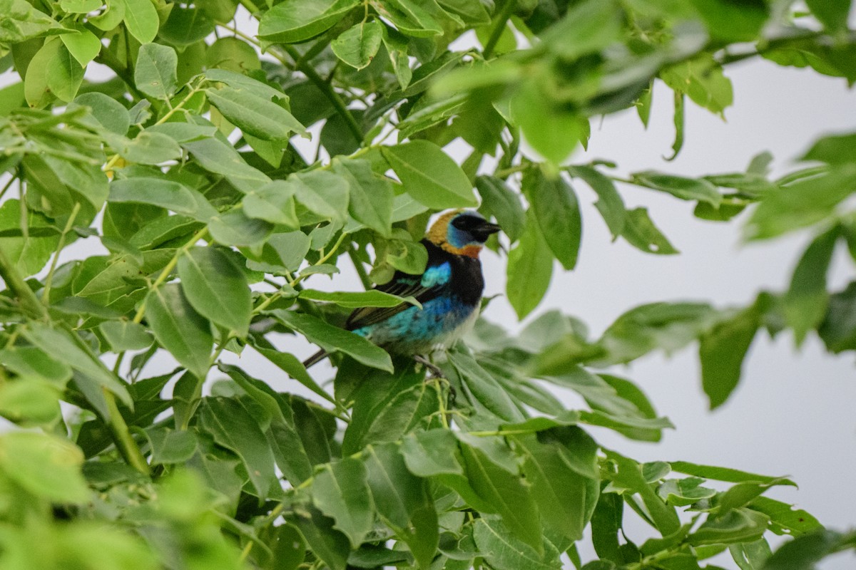 Golden-hooded Tanager - ML620495234