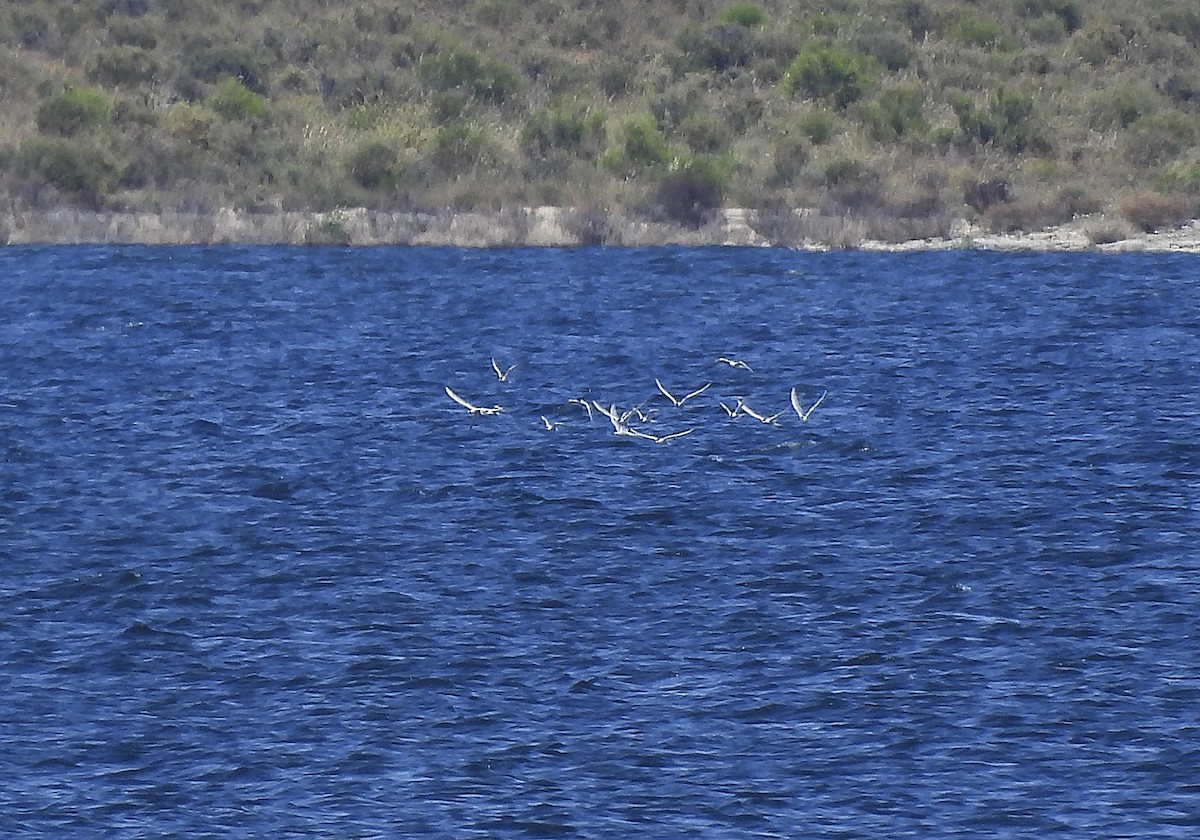 Common Tern - Alfonso Rodrigo